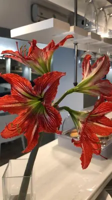 two red flowers in a vase on a table at Colors in Barcelona