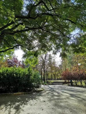 a tree hanging over a road in a park at ApartEasy - Private Terrace, 3-Bedroom Apartment in Barcelona