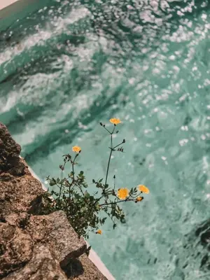 a plant with yellow flowers next to a body of water at Casa Om in Dosríus