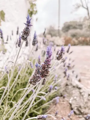 a bunch of purple flowers in a field at Casa Om in Dosríus