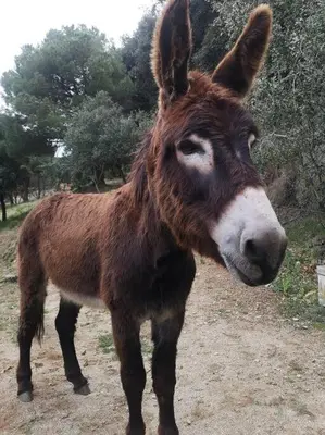 a brown donkey standing on a dirt road at Romantic Stay in Grand Setting in Alella