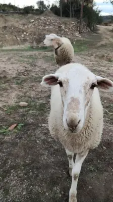 two sheep standing next to each other on a field at Romantic Stay in Grand Setting in Alella