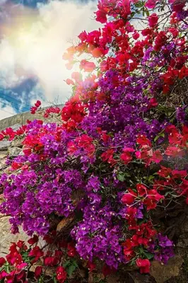 a bunch of purple and red flowers on a wall at Sitges Hill Retreats-Masia Nur 22 bedrooms divided over 9 houses for max 44 guests in Canyelles