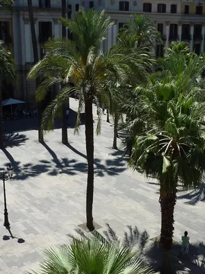 a group of palm trees in a courtyard at Roma Reial in Barcelona
