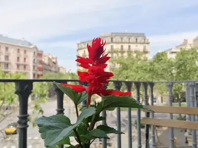 a red flower sitting on a railing on a balcony at Casa Consell Gran Via, Guest House in Barcelona