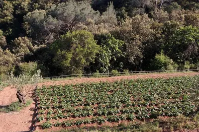 a field of crops with trees in the background at Cottage Eco-Friendly Barcelona country side in La Garriga
