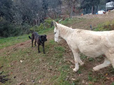 a dog standing next to a horse in a field at Cottage Eco-Friendly Barcelona country side in La Garriga