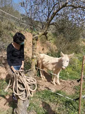 a woman is standing next to a sheep at Cottage Eco-Friendly Barcelona country side in La Garriga