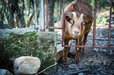 a cow standing next to a fence at Cottage Eco-Friendly Barcelona country side in La Garriga
