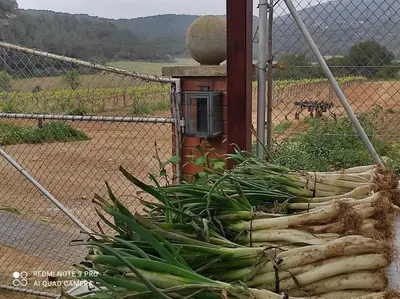 a fence with a bunch of plants in front of a field at La Casa Vella EL BEDORC in Piera